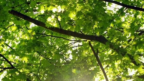 Bright rays in the canopy tree Stock Footage 90340111