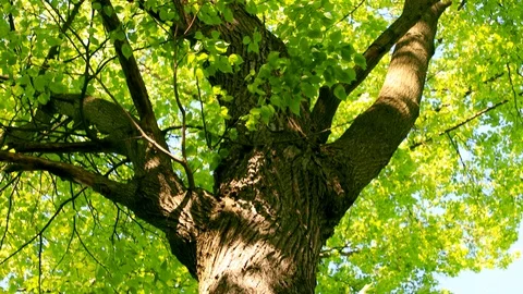 Bright rays in the canopy tree Stock Footage 90340255