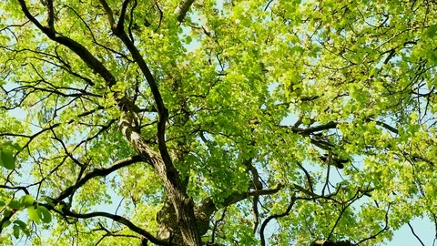 Bright rays in the canopy tree Stock Footage 90340776
