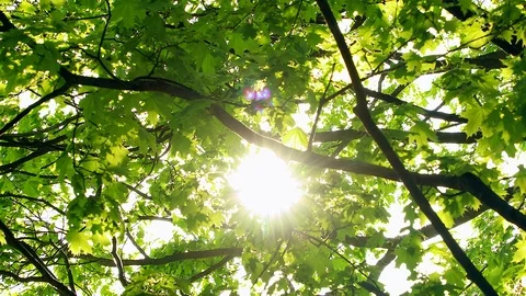 Bright rays in the canopy tree Stock Footage 90350334