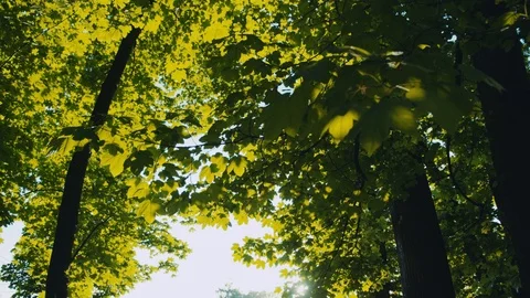Bright rays of the setting sun breaking through the trees. Morning forest Stock Footage 91070255