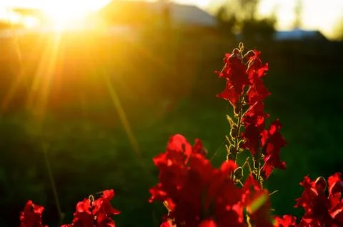 Bright rays of the setting sun at sunset illuminate the red flower buds Snapd Stock Photos