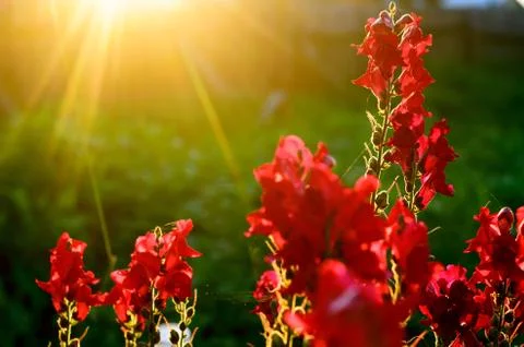 Bright rays of the setting sun at sunset illuminate the red buds of flowers S 스톡 사진
