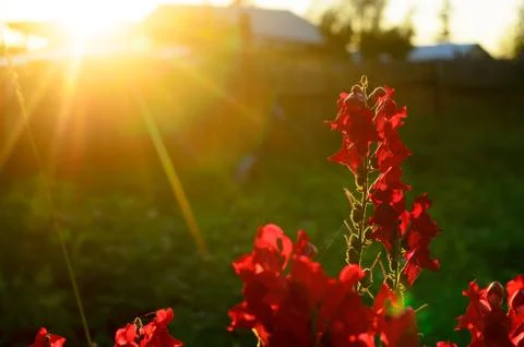 Bright rays of the setting sun at sunset illuminate the red flower buds Stock-Fotos