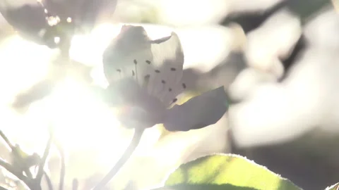 Bright Rays of Spring 4K TZ Stock Footage 319956987