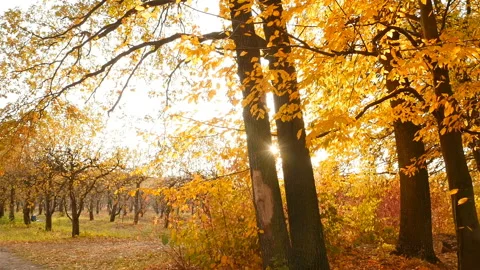 Bright rays of the sun in the autumn forest. Colorful landscape with yellow Stock Footage 126317962