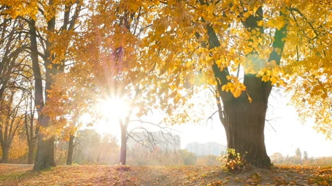 Bright rays of the sun in the autumn park. Yellow trees with crumbling foliage Stock Footage 126280996