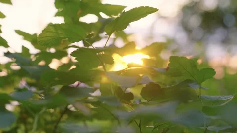 Bright rays of sun break through tree branches with leaves Stock Footage 274248479