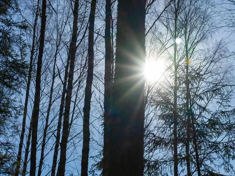 Bright rays of the sun break through the branches of the trees. Stock Photos