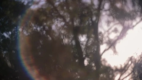 Bright rays of the sun in a green forest Video stock 94884544