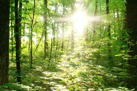 Bright rays of the sun in a green forest Stock Photos