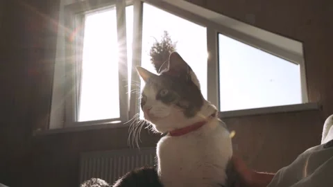 In the bright rays of the sun a hand is stroking a beautiful cat Close up Stock Footage 154271181