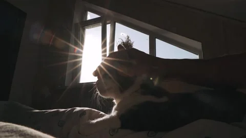 In the bright rays of the sun a hand is stroking a beautiful cat Close up Stock Footage 154304158