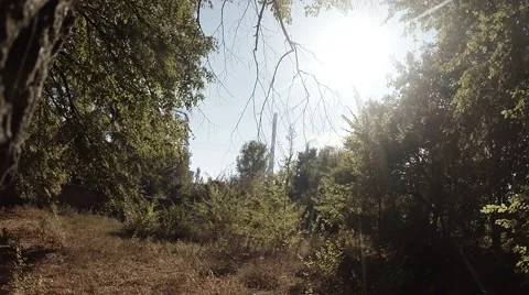 Bright Rays of the Sun Illuminate the Edge of the Forest in Ukraine Stock Footage 59760773