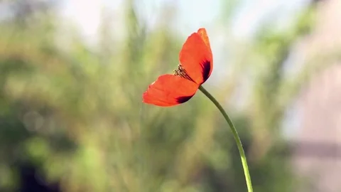 The bright rays of the sun illuminate the gentle, charming God's creation. Stock Footage 76366310