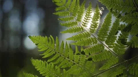 Bright rays of the sun make their way through the leaves of the green fern. The Stock Footage 159003622