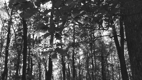 Bright rays of the sun make their way through the branches of trees Stock Footage 303410051