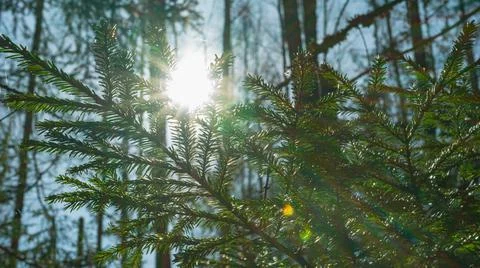 Bright rays of the sun make their way through the spruce branches Stock Photos