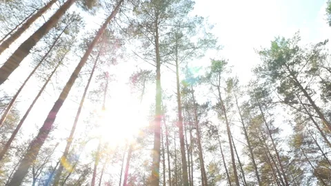 Bright rays of the sun in a pine forest. Tall and beautiful trees. Camera in Stock Footage 119826408