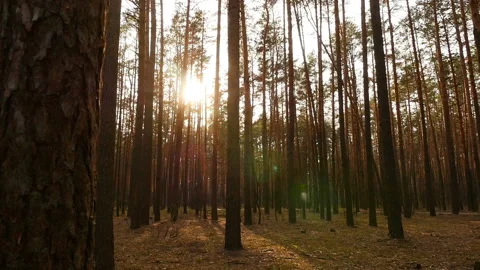 Bright rays of the sun in a pine forest. Beautiful sunset. Camera moves through Video stock 119830051