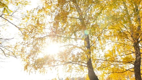 The bright rays of the sun shine through the yellow leaves of birches. Slow Stock Footage 120328296