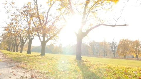 The bright rays of the sun shine through the trees. Autumn Park. Slow motion Stock Footage 120440377