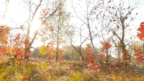 The bright rays of the sun shine through the red and yellow leaves of the trees Stock Footage 120471872