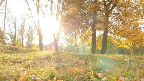 The bright rays of the sun shine through the trees with yellow foliage. The Stock Footage 121040999