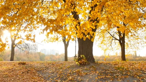 The bright rays of the sun shine through the yellow leaves of the trees. People Stock Footage 126286204