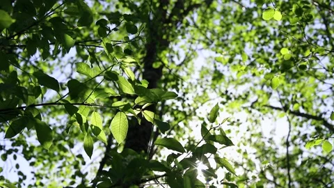 Bright rays of the sun shine through the fresh young green foliage Stock Footage 154690157