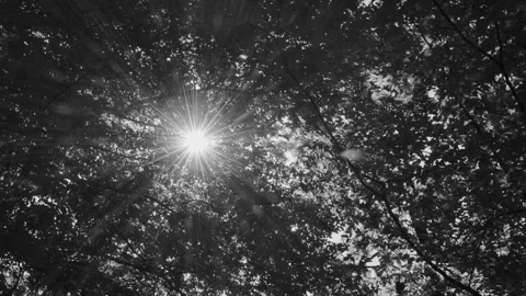 Bright rays of the sun shine through the branches of trees Stock Footage 277438131