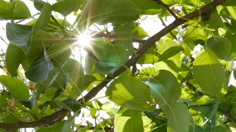 Bright rays of the sun through green leaves. Close-up. Slow motion Stock Footage 126918757