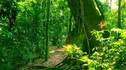 Bright rays of sunlight illuminating wild tropical forest. Massive trunk of tree Stock Footage 74978640