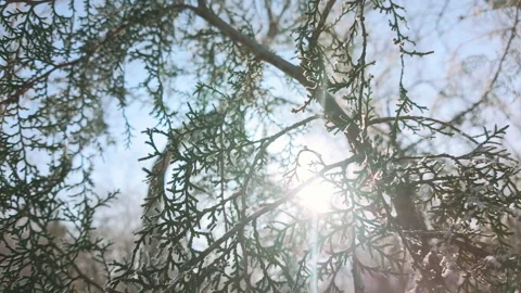 Bright rays of sunlight pass through hoarfrost-covered conifer of juniper tree, Stock Footage 328098479