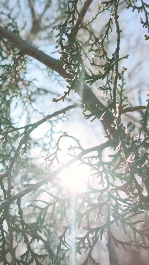 Bright rays of sunlight pass through hoarfrost-covered conifer of juniper tree, Stock Footage 328744831