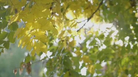 Bright rays of sunlight shining over yellow autumn leaves in city park and wi Stock Footage 85687880