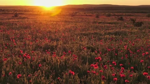 The bright rays of the sunset glare over the field of wild poppies where a lady Stock Footage 159398622