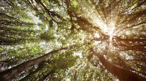 Bright Rays of Sunshine Filter through Forest Canopy. Video 4k Vidéo 66856730
