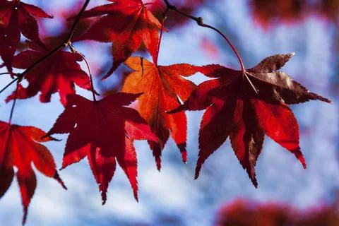 Bright red (Acer) leaves in the autumn sunshine Stock Photos