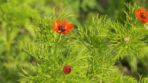 The bright red Adonis microcarpa Stock Footage 93348695