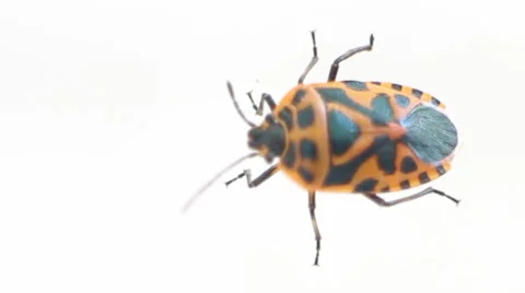 Bright red and black fire bug. Example of mimicry Stock Footage 61279467