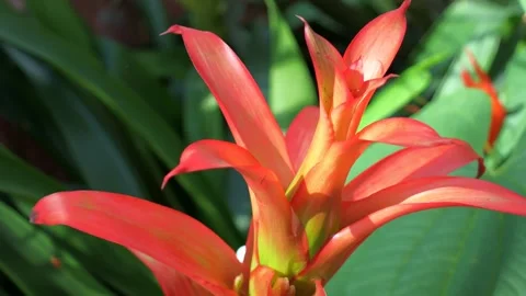 Bright red and orange Guzmania monostachia tropical flowers Stock Footage 240664232