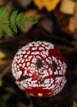 Bright red and white fly agarics stand out against the autumn leaves and ferns Stock Photos