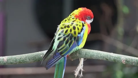A bright red and yellow eastern rosella (Platycercus eximius) parrot or parakeet Video stock 137273660