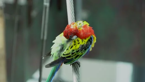 A bright red and yellow eastern rosella (Platycercus eximius) parrot Stock Footage 137273849