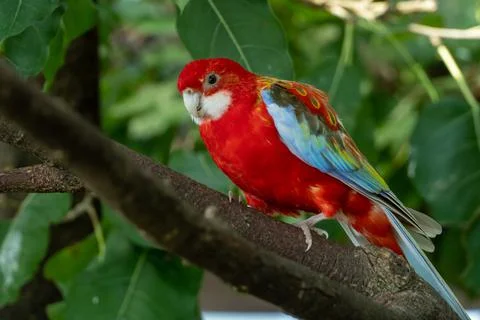 A bright red and yellow eastern rosella (Platycercus eximius) parrot or parak Foto stock
