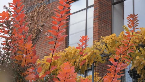 Bright red and yellow plants growing in front of a building. Stock Footage 284052184