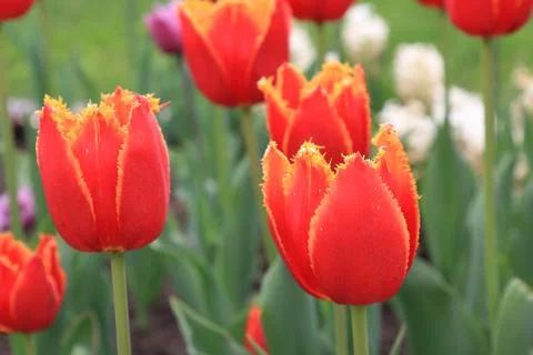 Bright red and yellow spring tulips on a colorful background Stock Photos