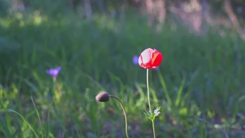 A bright red anemone flower is in focus, while dark green grass and another Stock Footage 239367783