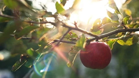Bright red apple in the orchard at sunset. Yellow rays break through the leaves Stock Footage 95929661